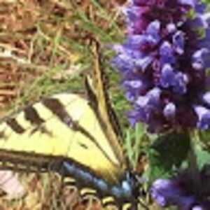 Meet your Posher, Bonnie